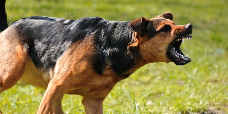 Λαμία: Αδέσποτα σκυλιά επιτέθηκαν σε γυναίκα -Εσπασε το χέρι της